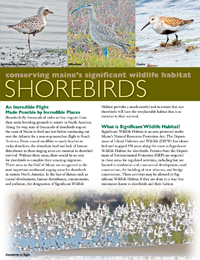 Conserving Maine's Significant Wildlife Habitat - Shorebirds (PDF)