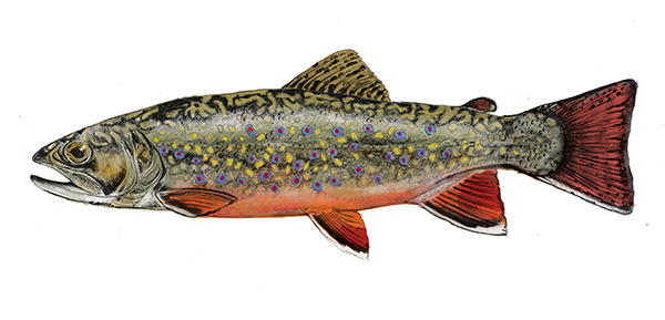 Brook Trout