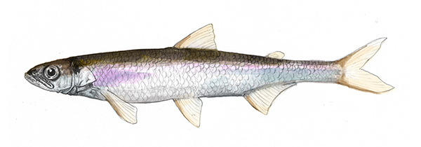 Rainbow Smelt