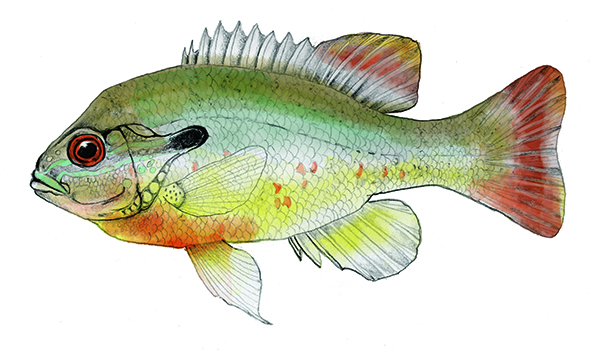 Red Breast Sunfish