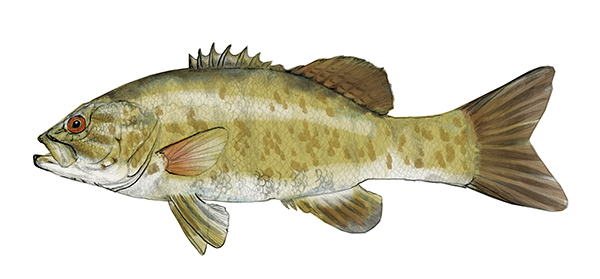 Small Mouth Bass