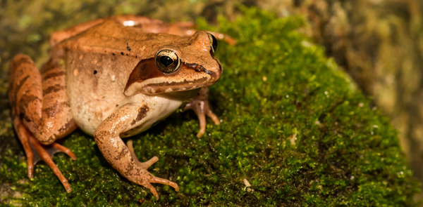 Amphibian and Reptile Atlas