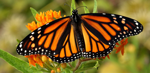 Butterfly Survey - Project complete