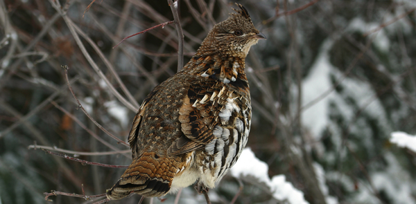 Ruffed Grouse