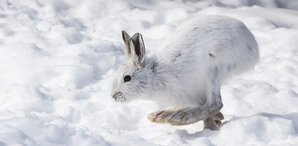 Snowshoe Hare