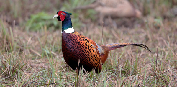 Pheasant