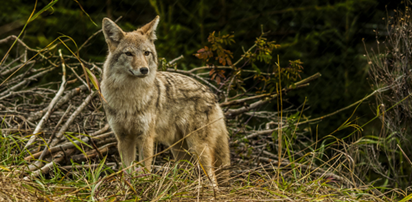 Predators + Other Species