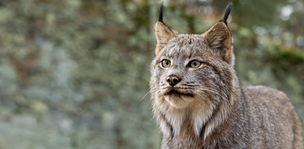 About Maine's Wildlife