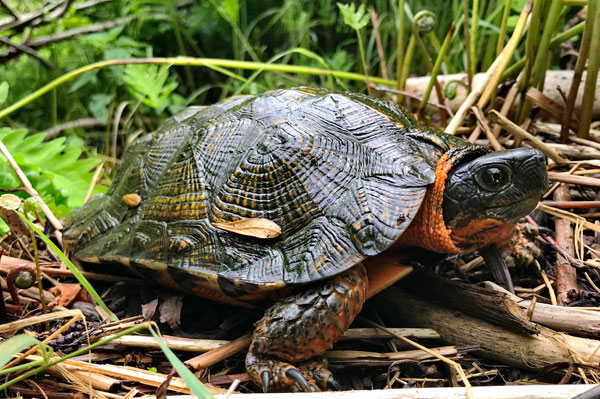 Wood Turtle